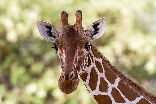 Reticulated giraffe looking at the camera-Kalama conservancy-Samburu-Kenya Art Print